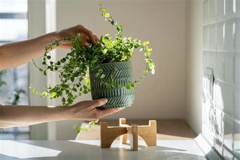 避邪擋煞植物|避邪植物有哪些？告別式、普渡隨身配戴，趨吉避凶